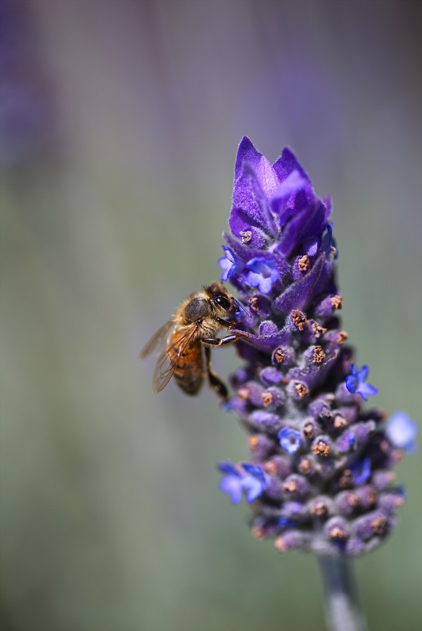 Bee Feast On Lavender  by Joy Watson